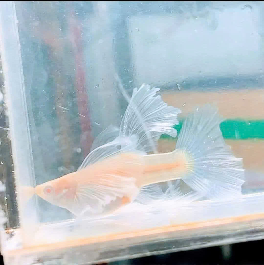 Guppy