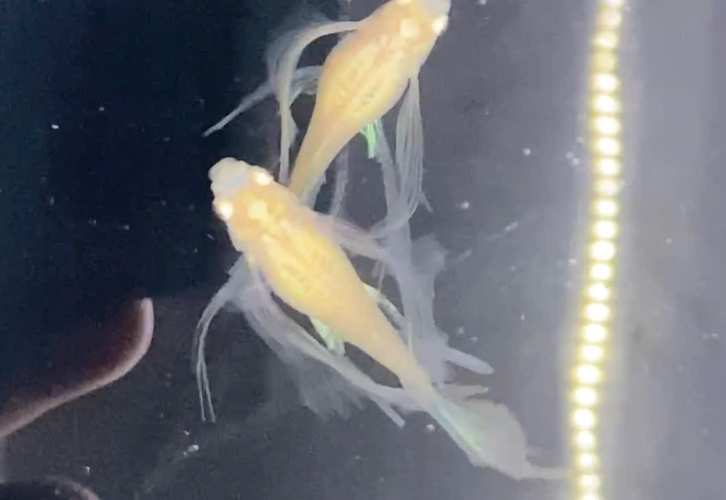 Guppy