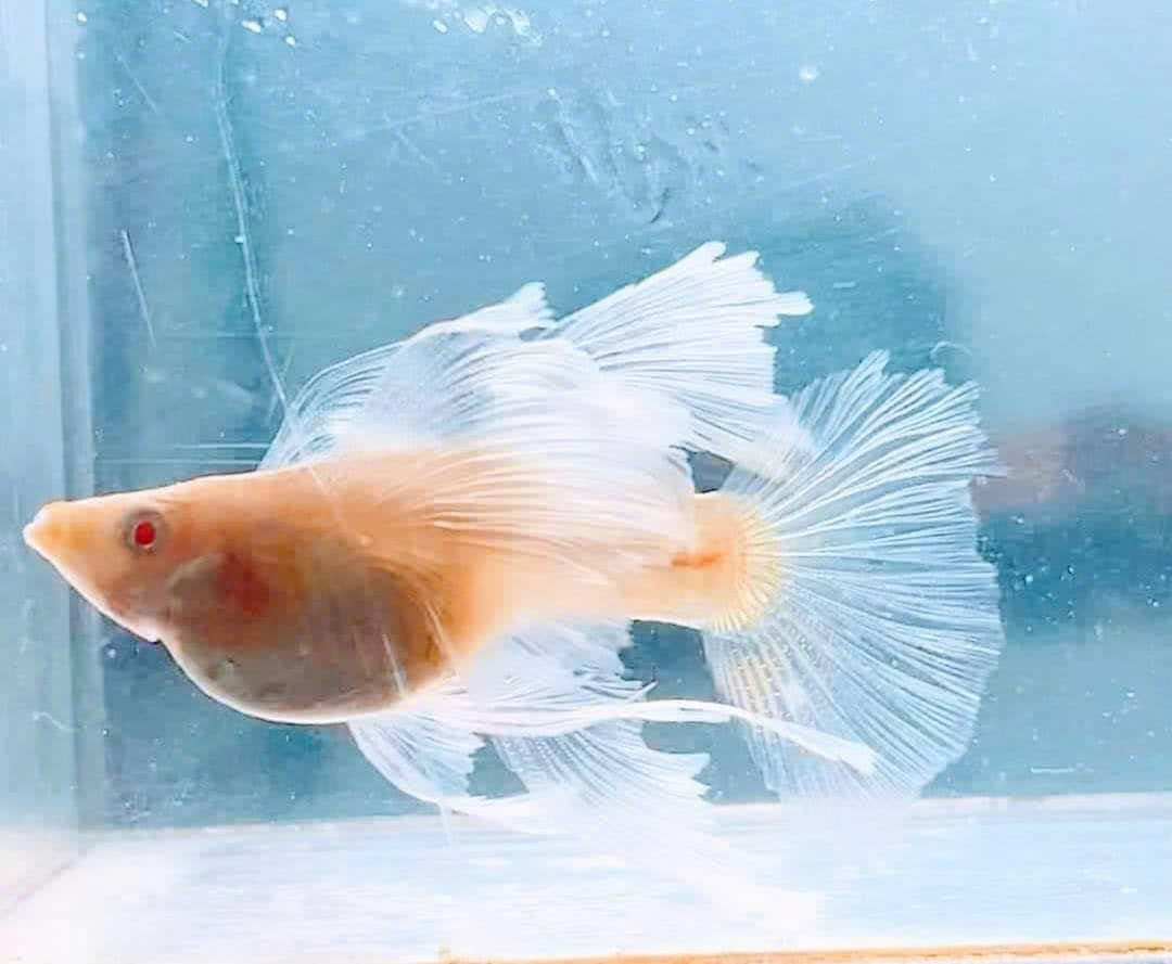 Guppy