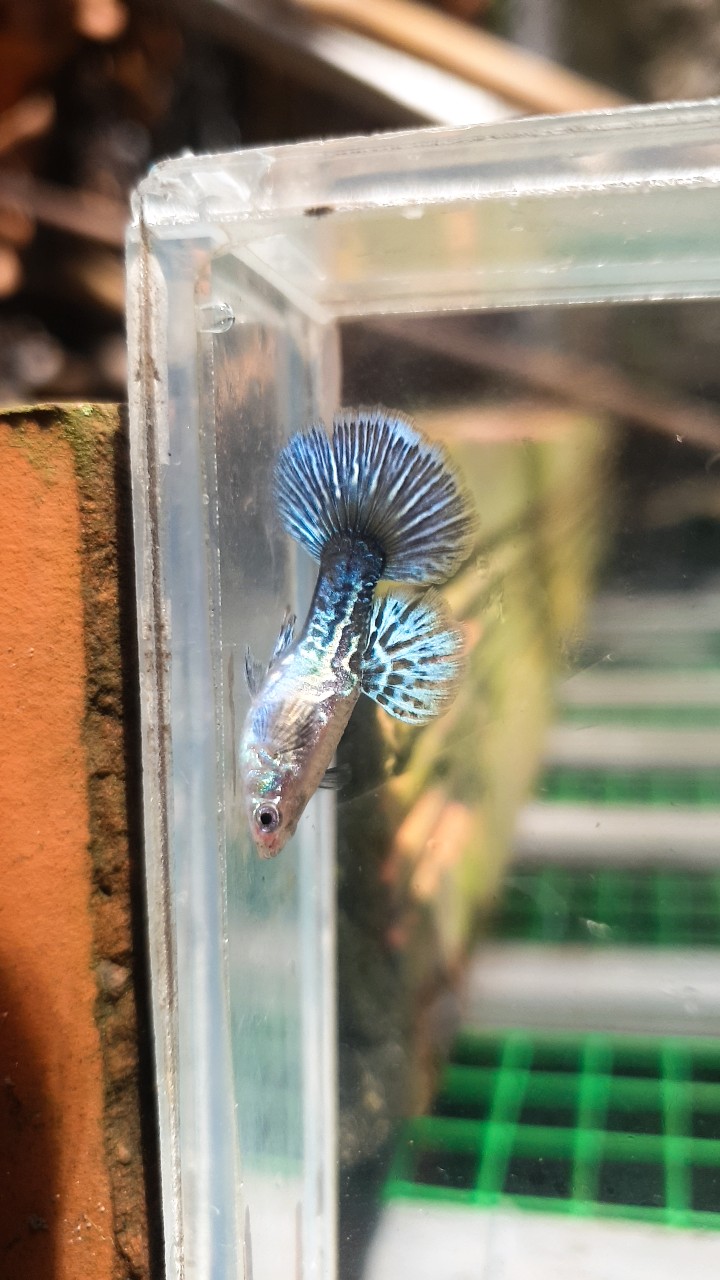 Guppy