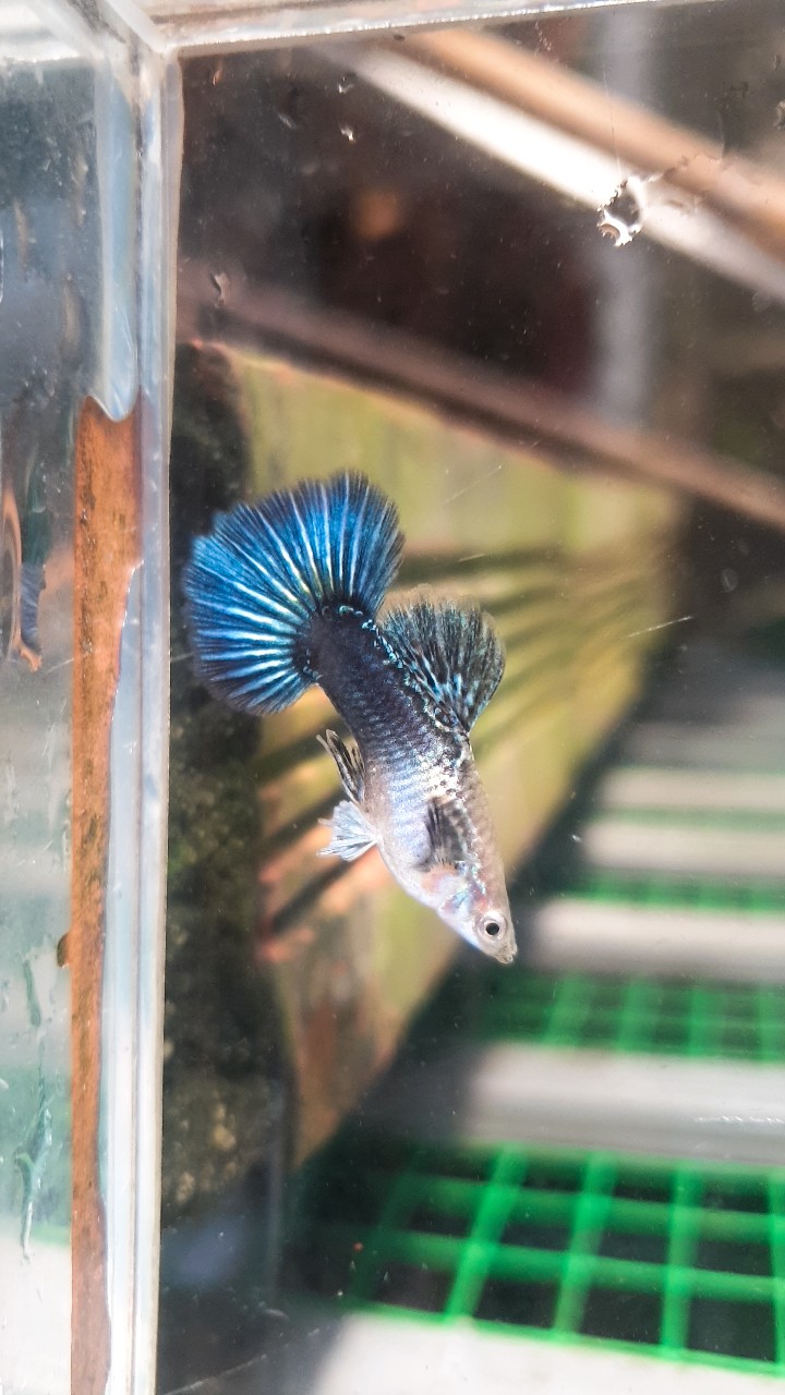 Guppy