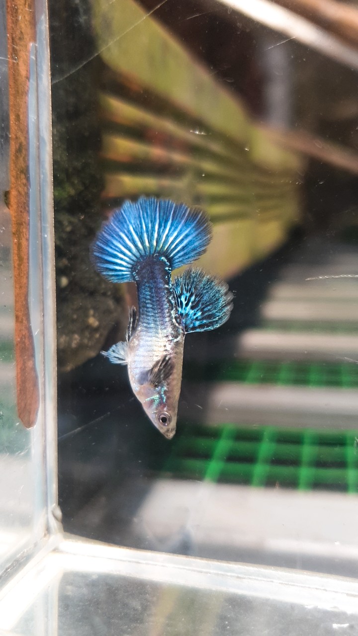 Guppy