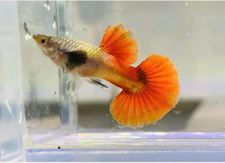 Guppy