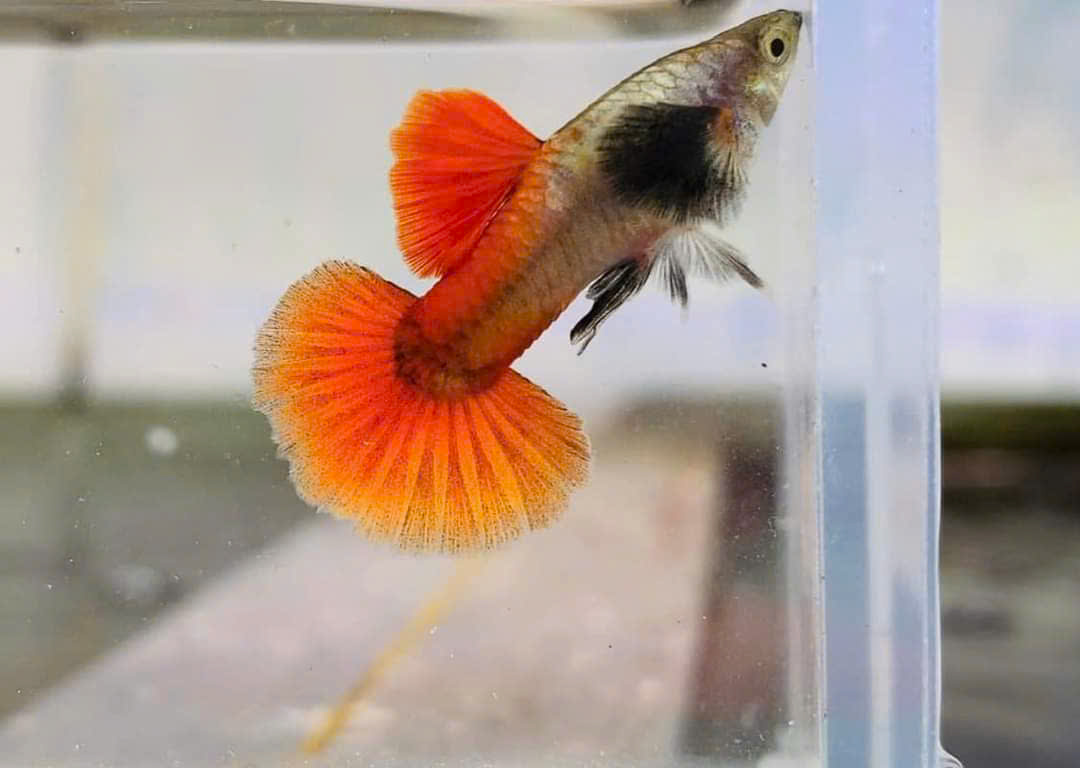 Guppy