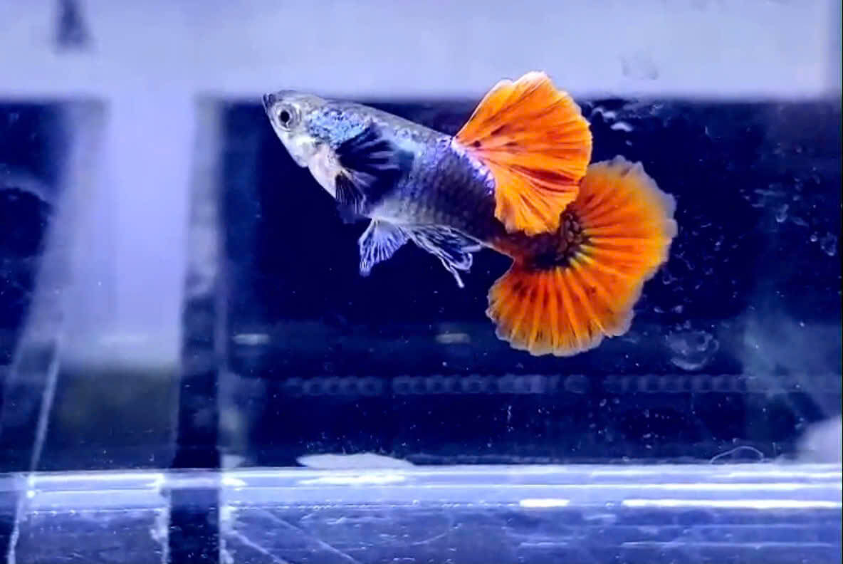 Guppy