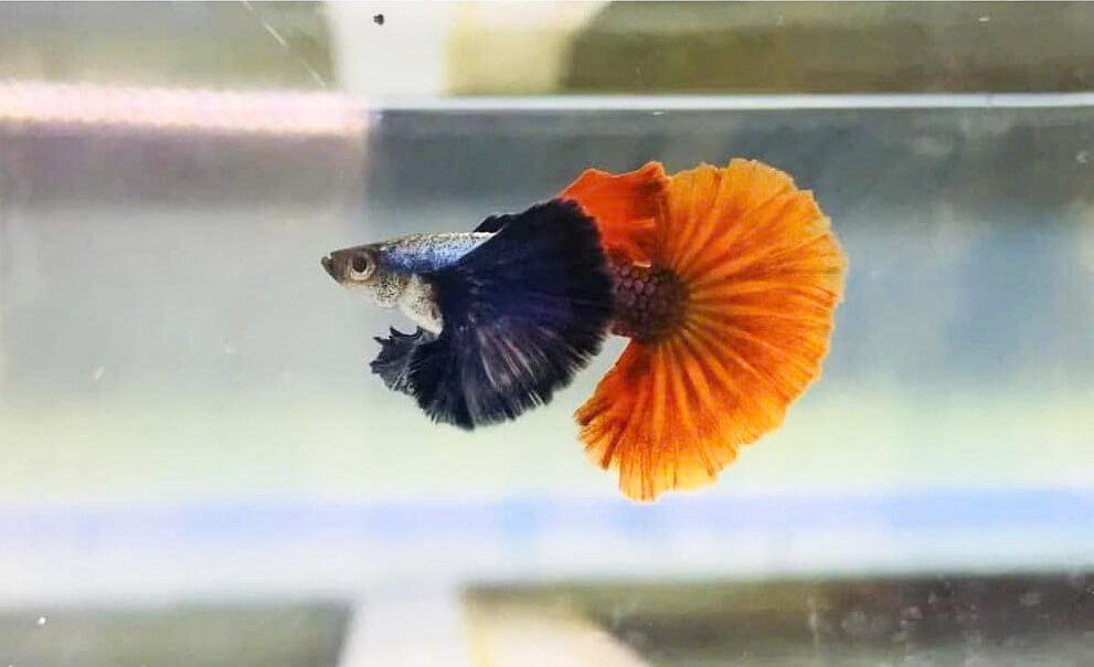 Guppy