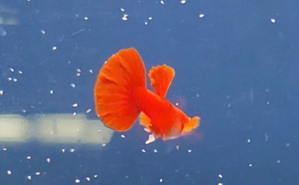Guppy