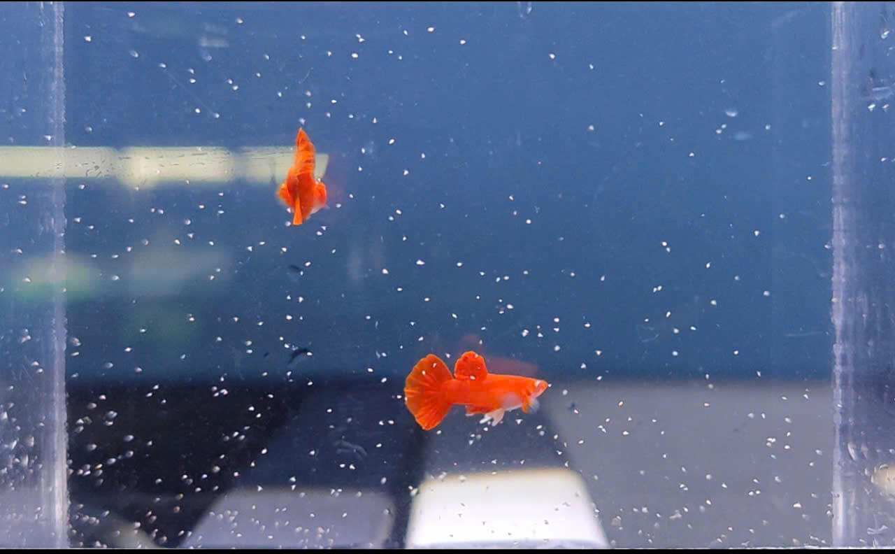 Guppy