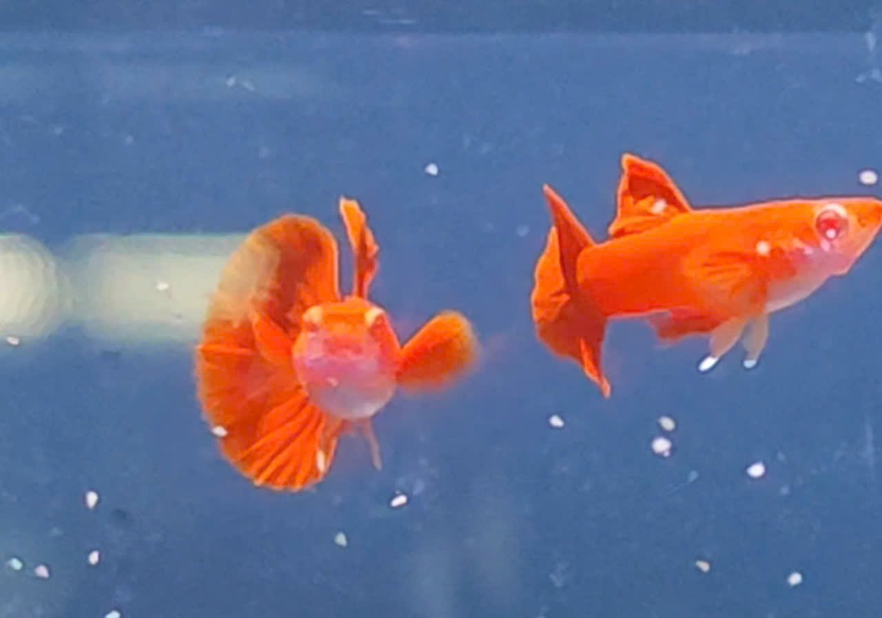 Guppy
