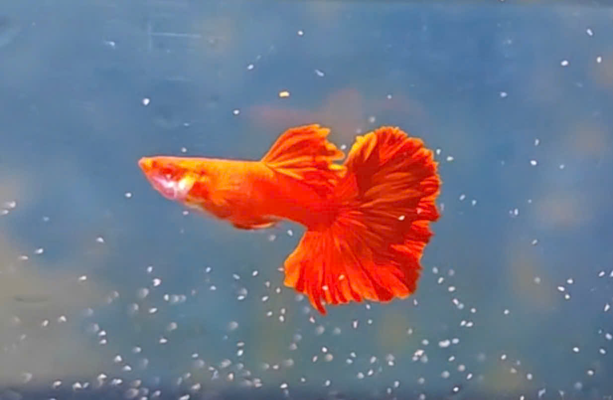 Guppy
