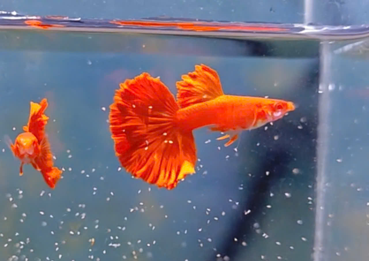 Guppy