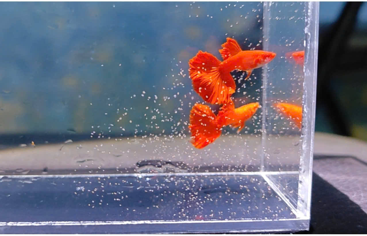 Guppy