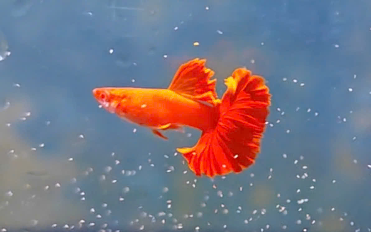 Guppy