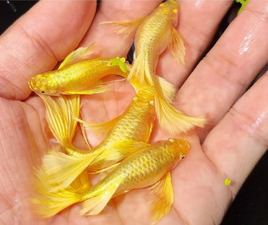 Guppy