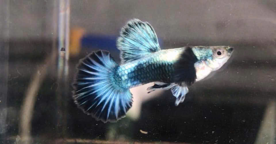Guppy