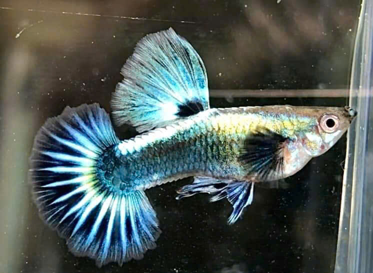 Guppy