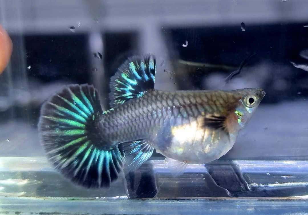 Guppy