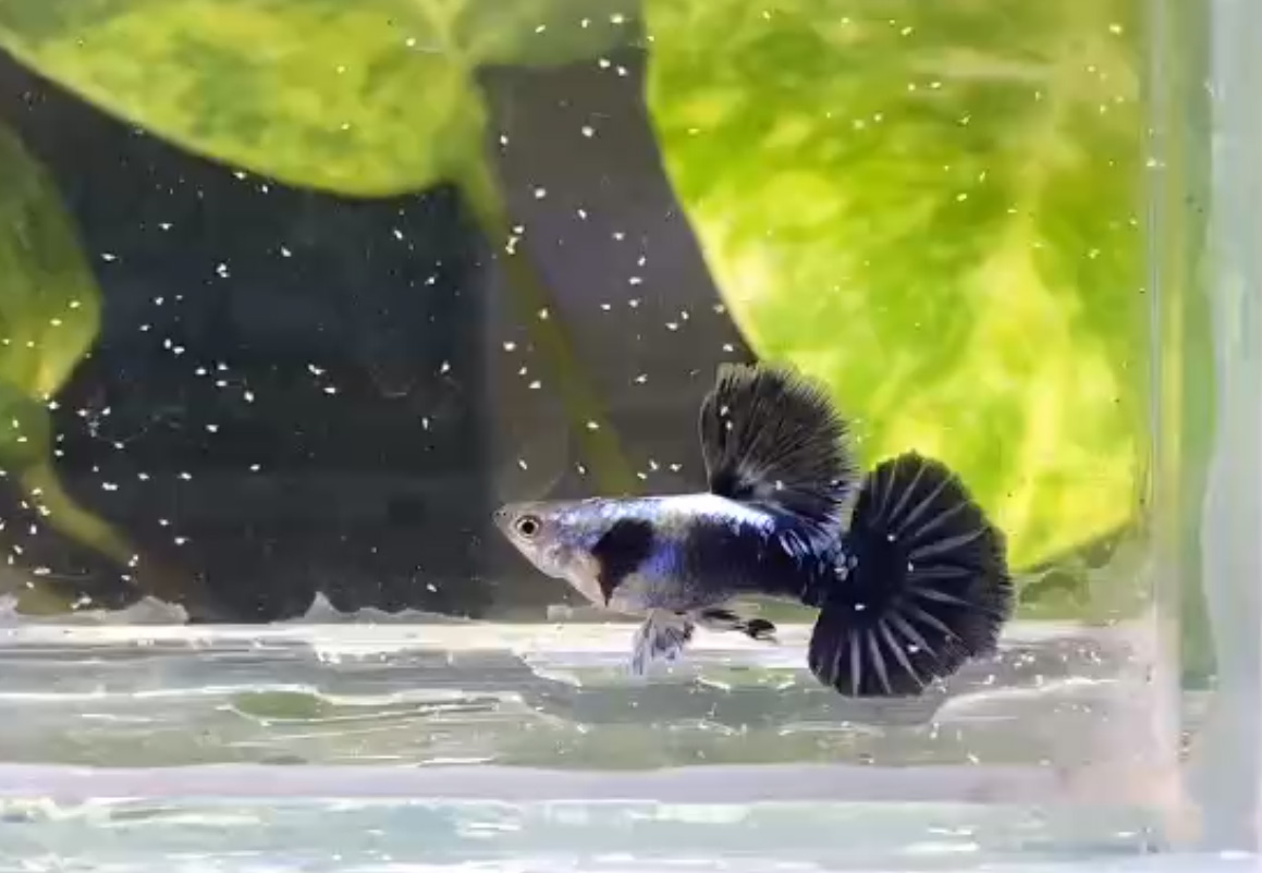 Guppy
