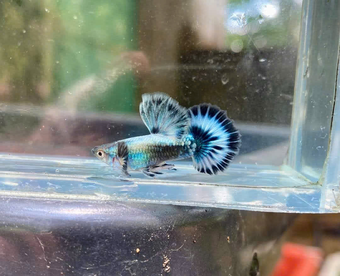 Guppy