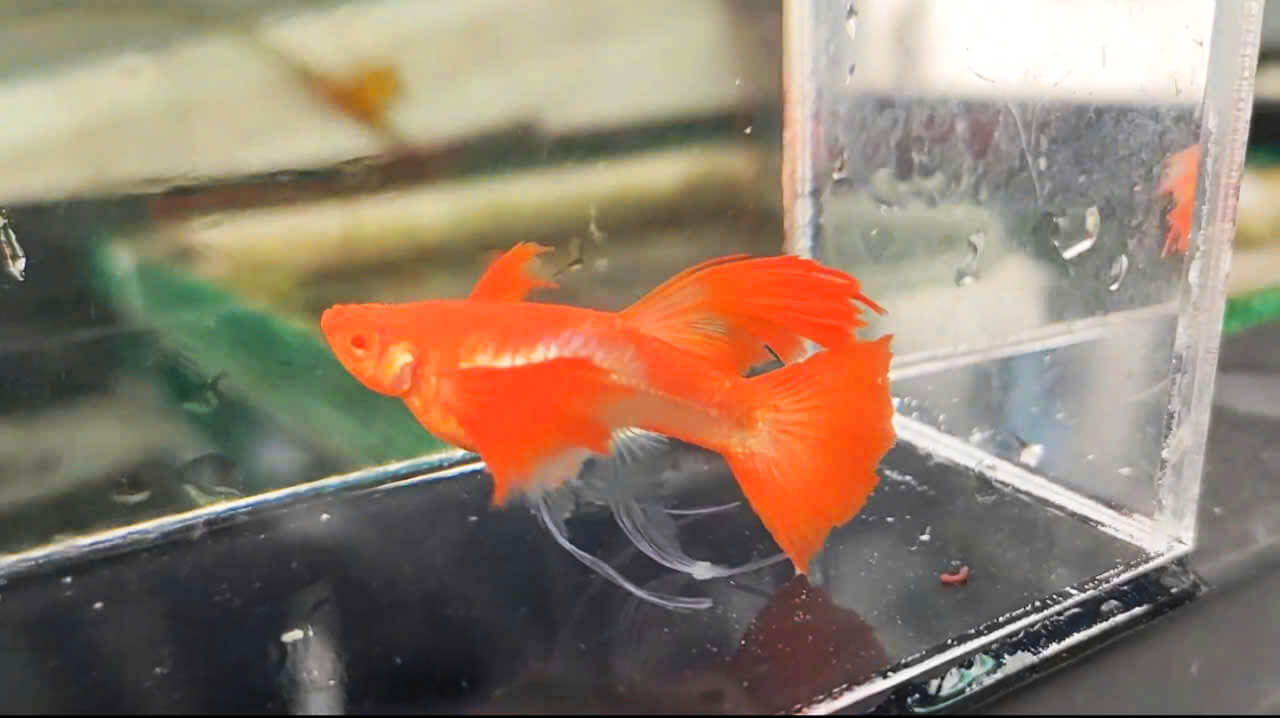 Guppy
