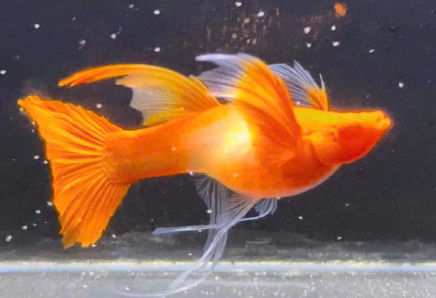 Guppy
