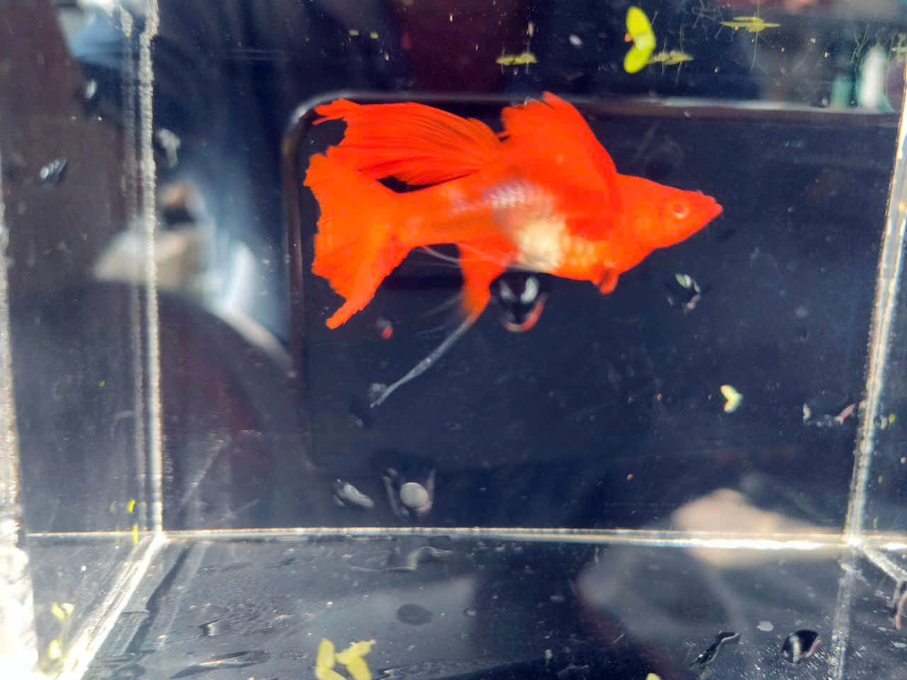 Guppy