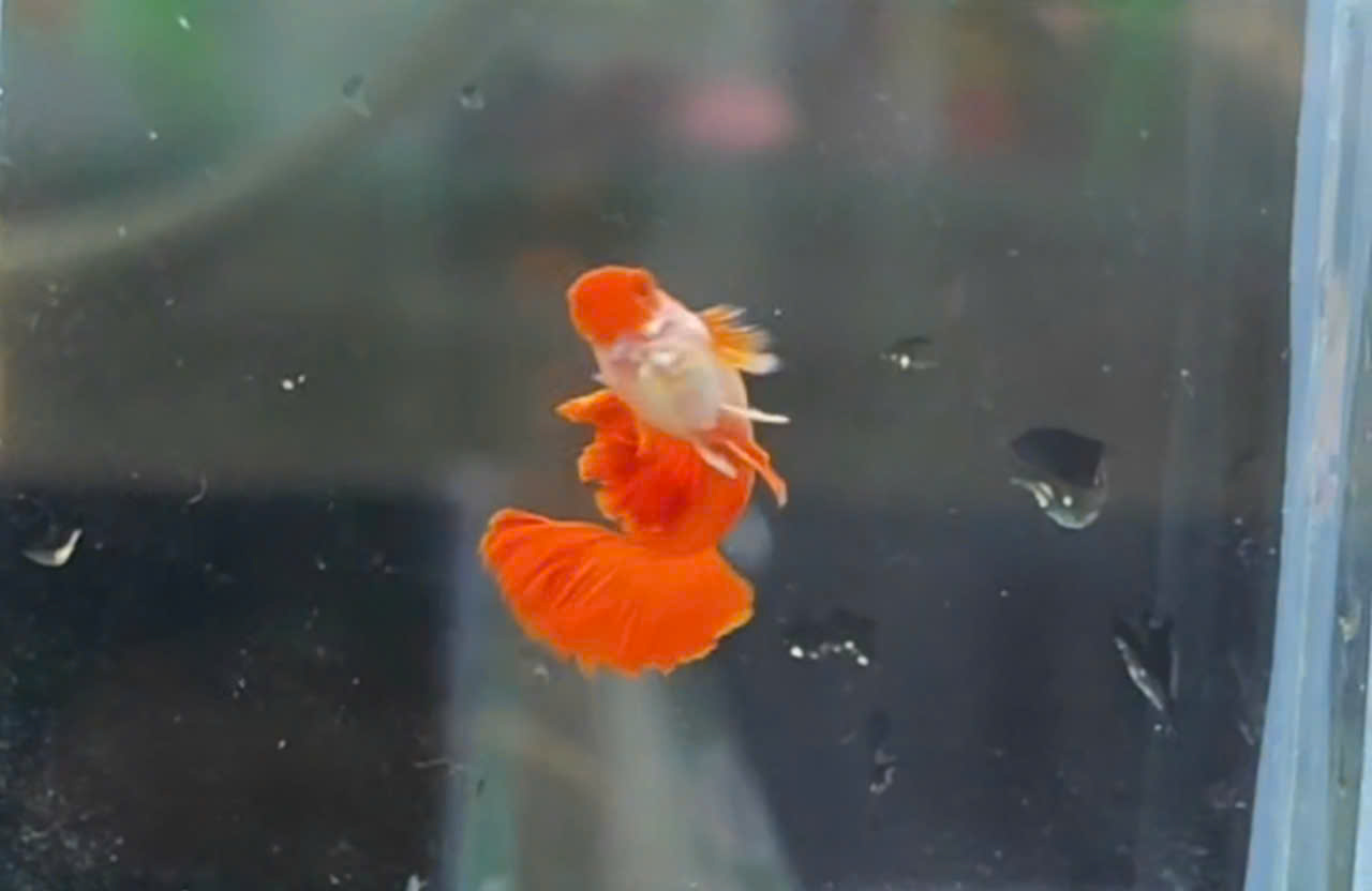 Guppy