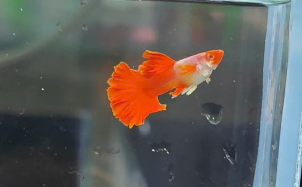 Guppy