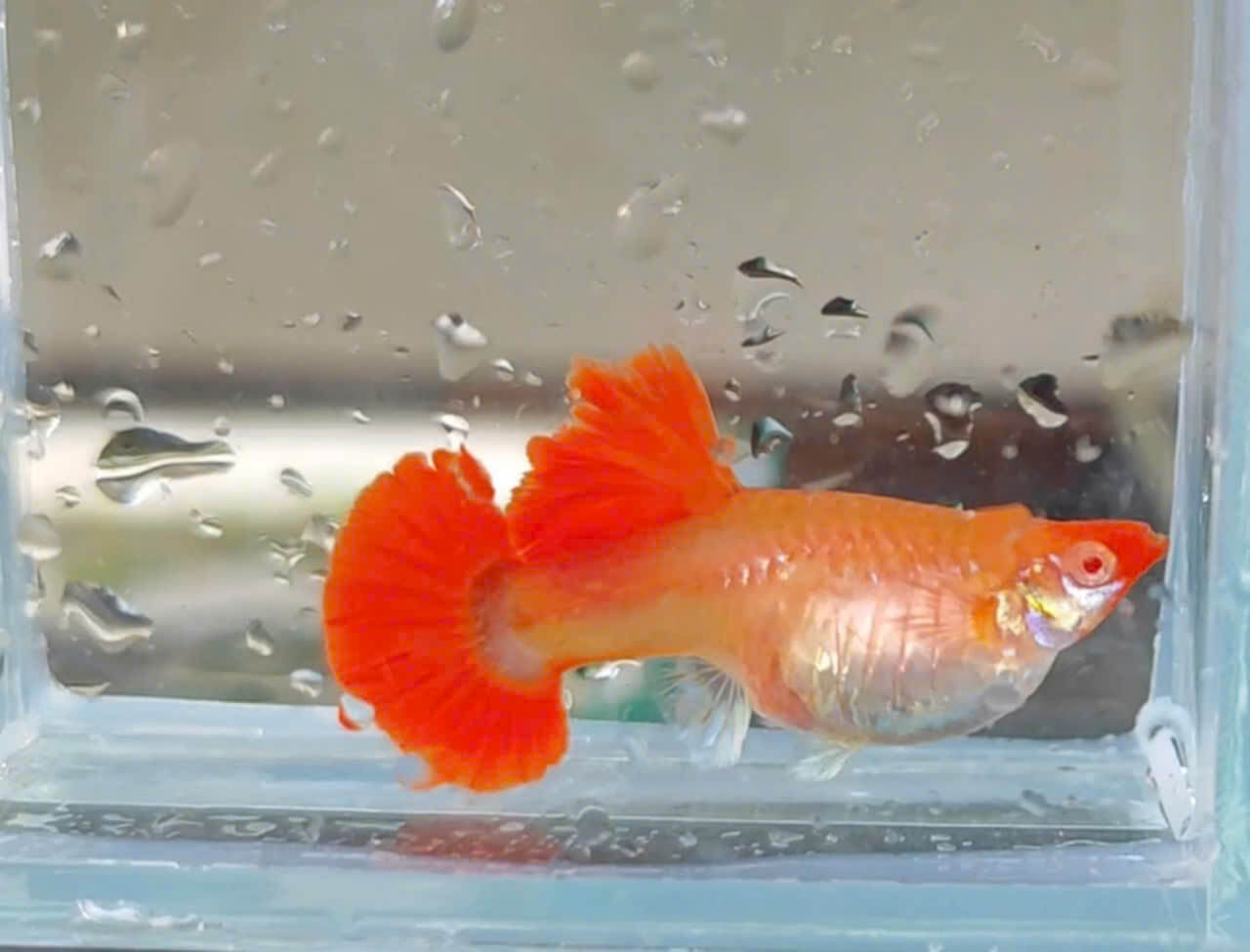 Guppy