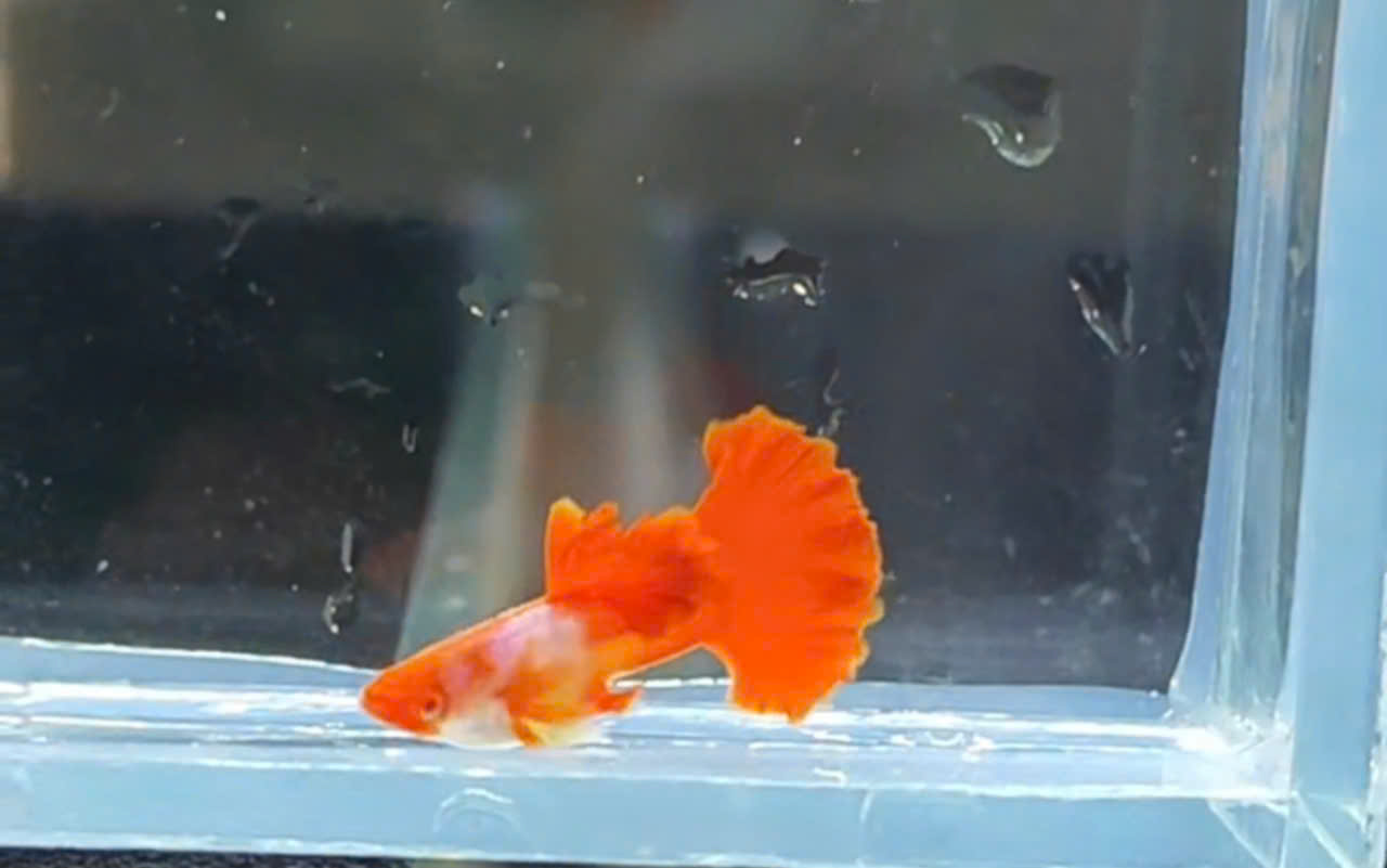 Guppy