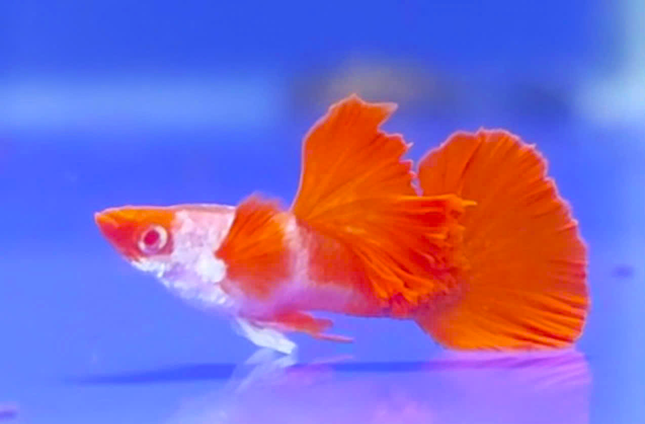 Guppy