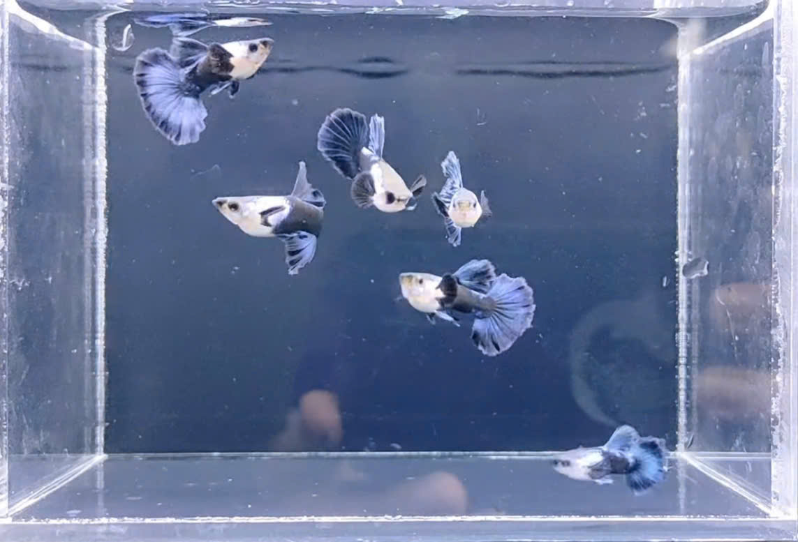 Guppy