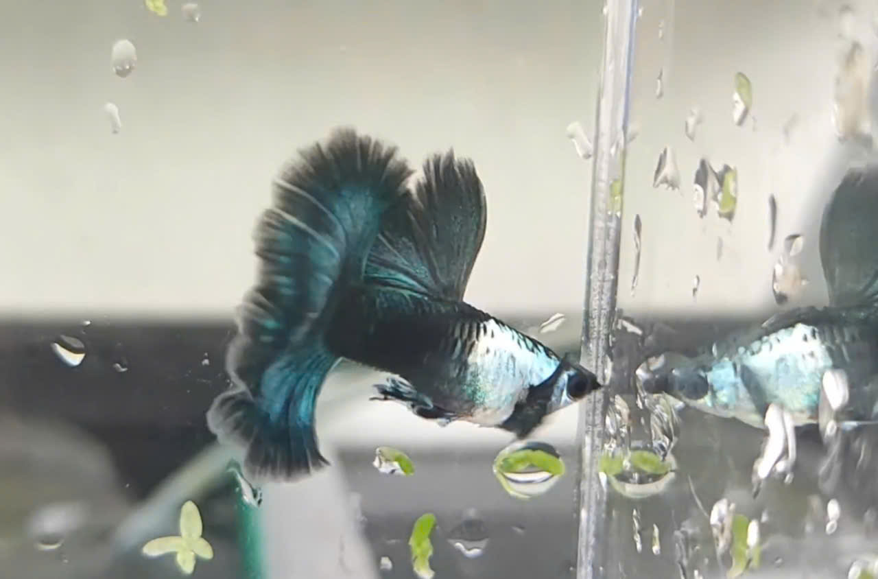 Guppy
