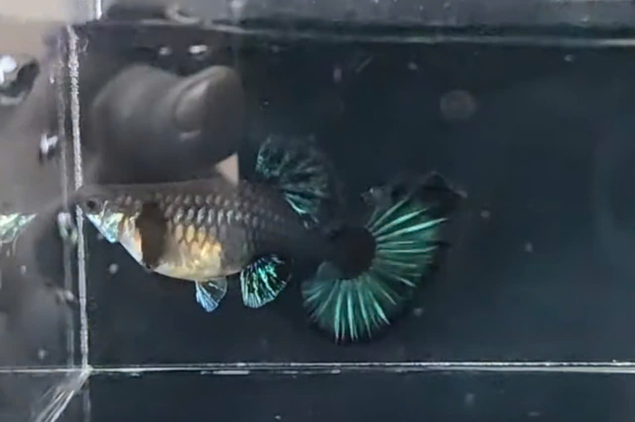 Guppy
