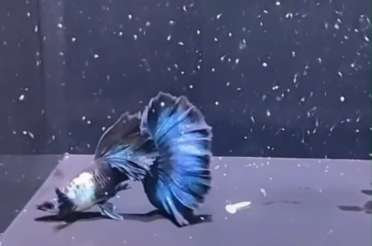 Guppy