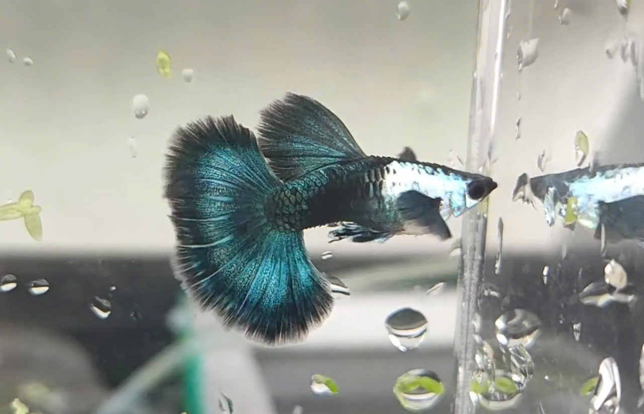 Guppy