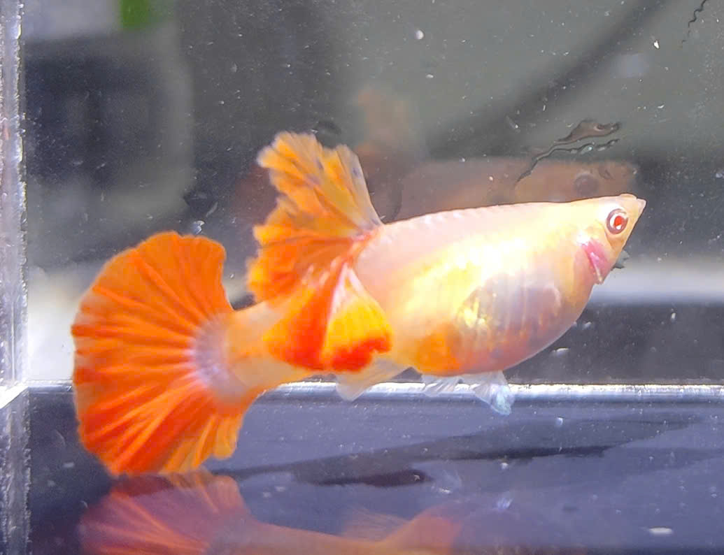 Guppy