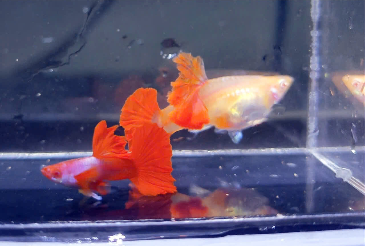 Guppy