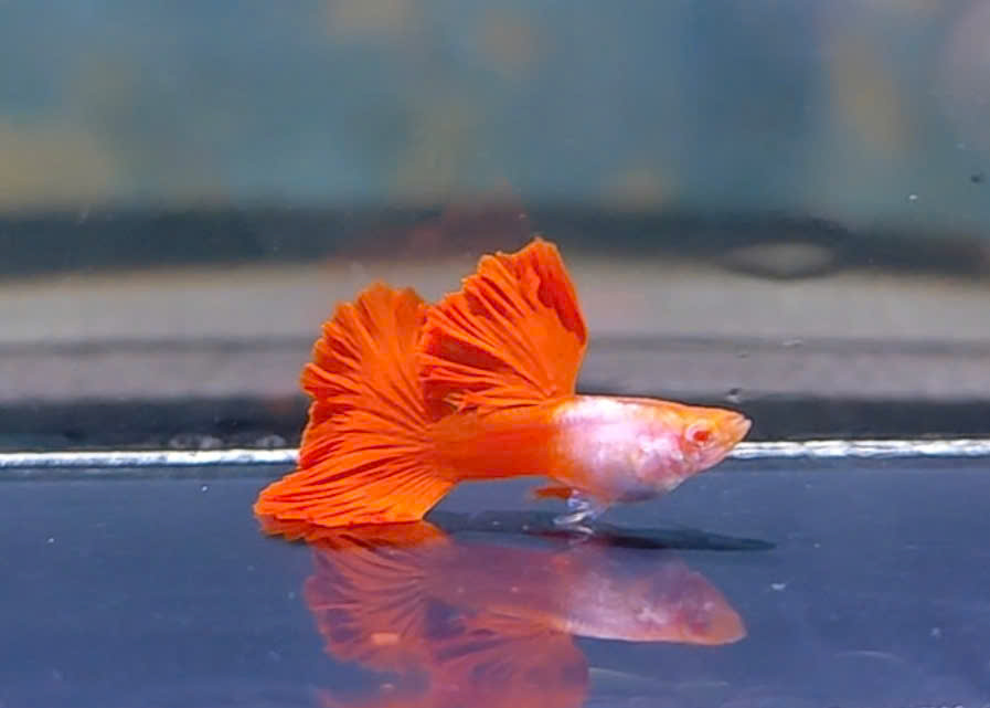 Guppy