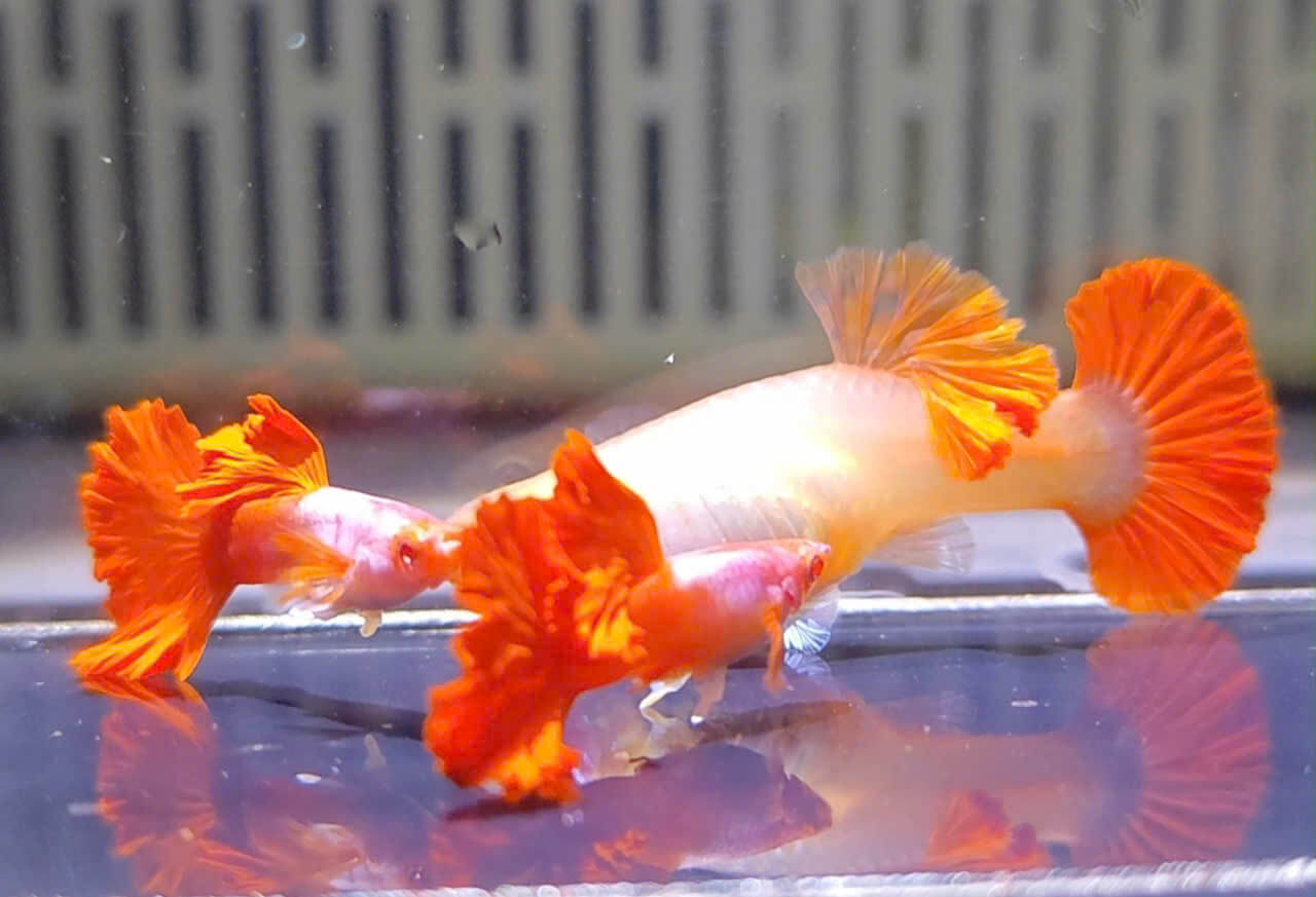 Guppy