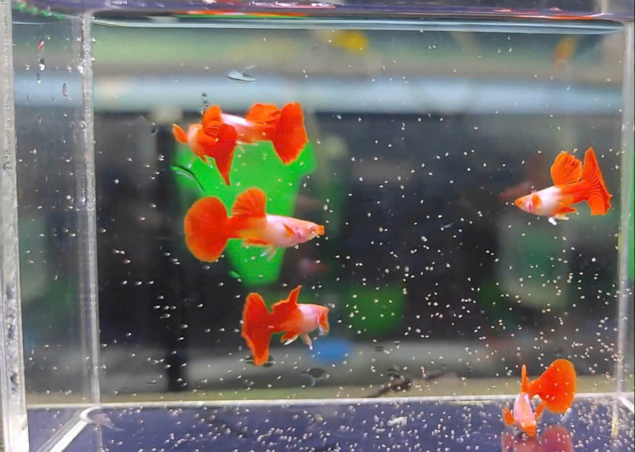 Guppy