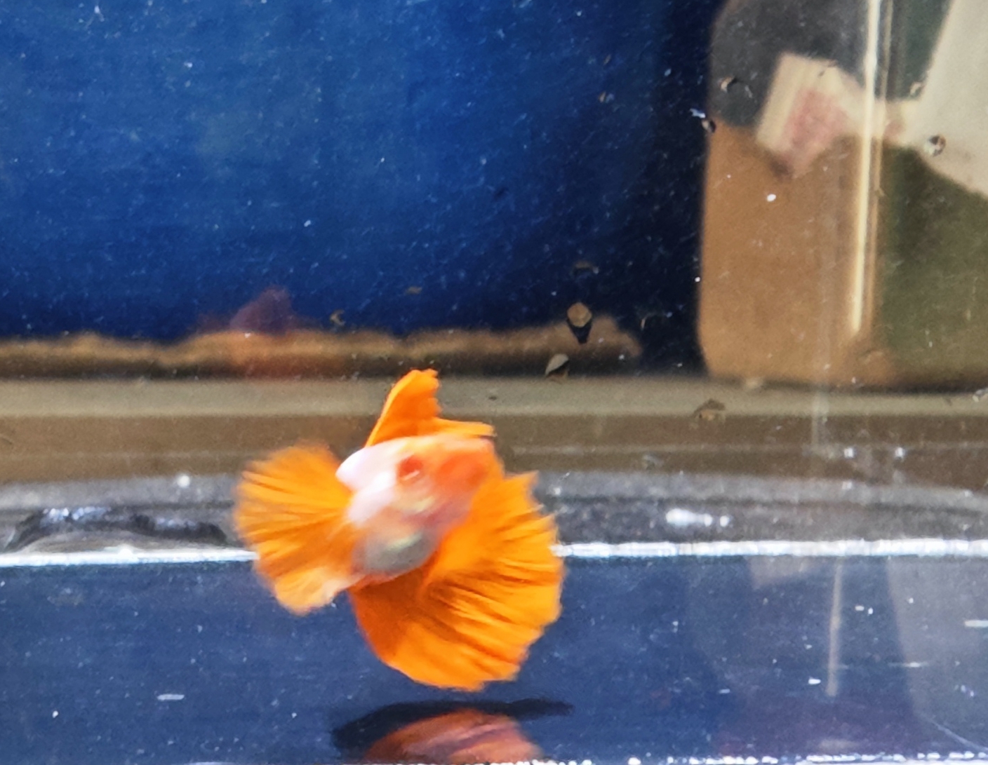 Guppy