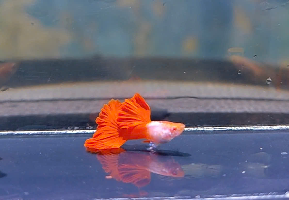 Guppy