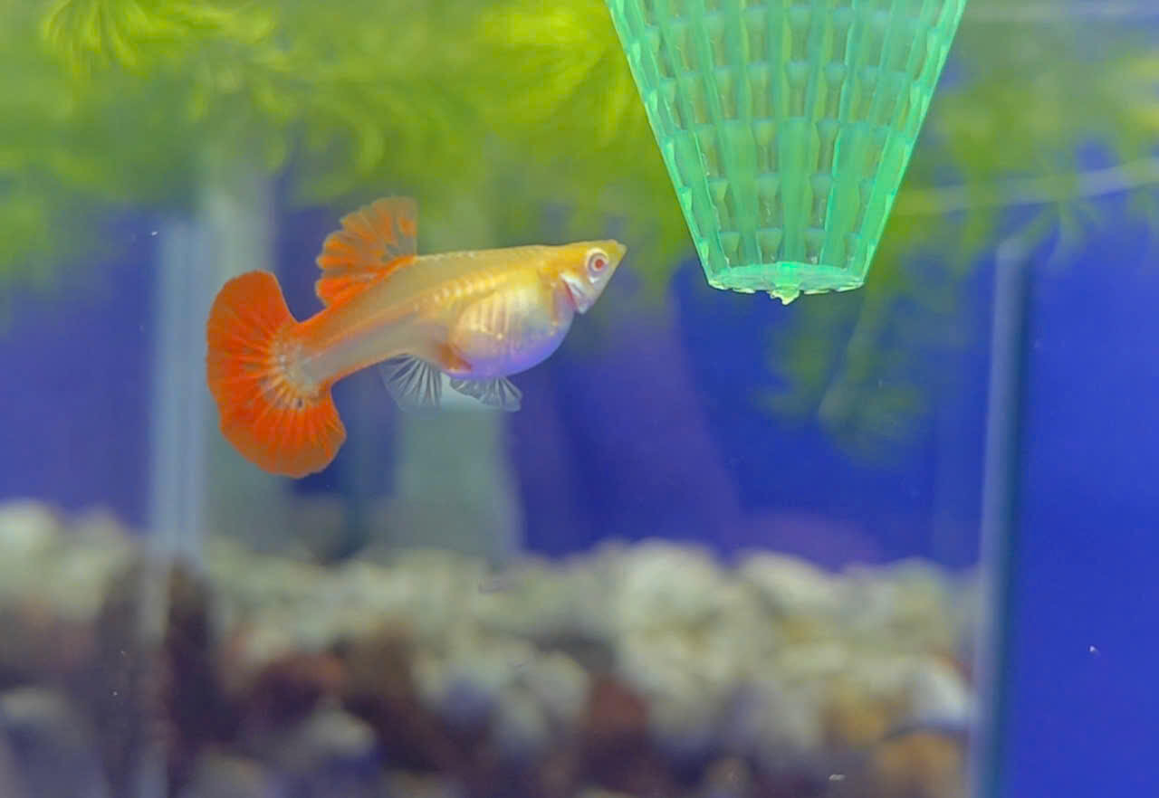 Guppy