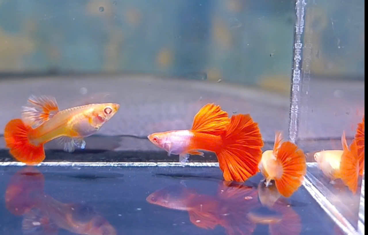 Guppy