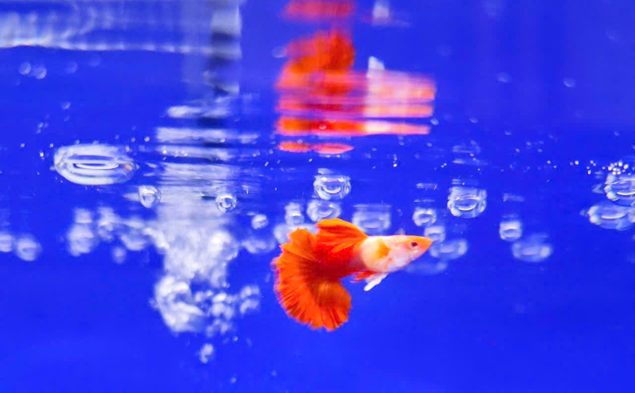 Guppy